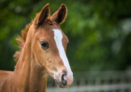 Veulen en scooter voor zus winstuitdeling bij DGA?